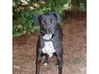 Adopt Usher 12660 a Black German Shorthaired Pointer / Mixed dog in Cumming