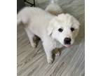 Adopt Jordy Adopted!!! a White Great Pyrenees / Mixed dog in Tulsa
