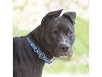 Adopt Moon a Black Mixed Breed (Medium) / Mixed dog in Hilliard, OH (38117644)