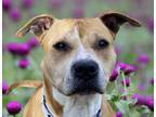 Adopt Lovely a Pit Bull Terrier