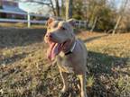 Adopt Red a Pit Bull Terrier