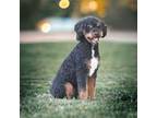 Mutt Puppy for sale in Aubrey, TX, USA