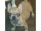 French Bulldog Puppy for sale in Detroit, MI, USA