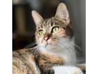 Adopt CORA a Calico or Dilute Calico Domestic Shorthair / Mixed cat in Pt.