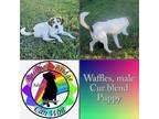 Adopt Waffles a White - with Brown or Chocolate Black Mouth Cur / Mixed dog in