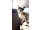 Adopt Regan a Gray or Blue Domestic Shorthair / Domestic Shorthair / Mixed cat