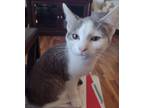 Adopt Pita a Gray or Blue (Mostly) Domestic Shorthair (short coat) cat in York