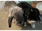 Adopt Toby and Oreo a Chinchilla Lop, Holland / Mixed (short coat) rabbit in