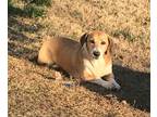 Adopt Gracie a Basset Hound, Labrador Retriever