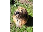 Adopt Max a Tan/Yellow/Fawn - with White Wheaten Terrier / Mixed dog in Adjala