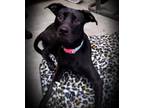 Adopt Baby Doll a Labrador Retriever, Pit Bull Terrier