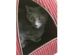Adopt Frey a Gray or Blue Domestic Shorthair / Domestic Shorthair / Mixed cat in