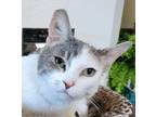 Adopt Pearly May a Calico or Dilute Calico Domestic Shorthair (short coat) cat