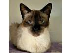 Adopt Potap a Brown or Chocolate (Mostly) Siamese (short coat) cat in Grayslake