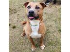 Adopt Marco a Brown/Chocolate - with White Pit Bull Terrier / Mixed dog in
