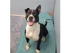 Adopt Kodiak a Black - with White American Staffordshire Terrier / Staffordshire