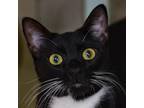 Adopt Dapper a All Black Domestic Shorthair / Mixed cat in Ottawa, KS (37992654)