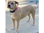 Adopt Henrietta a White Foxhound / Mixed dog in Middletown, OH (37992708)