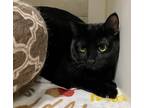 Adopt Hibrew a Black (Mostly) Domestic Shorthair cat in Middletown