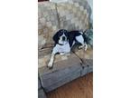 Adopt Pebbles a White Treeing Walker Coonhound dog in Middletown, OH (37992710)