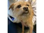 Adopt Marsha, Marsha, Marsha! a Tan/Yellow/Fawn Border Terrier / Mixed dog in