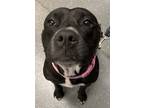 Adopt Honey BooBoo a White American Pit Bull Terrier / Mixed dog in Middletown