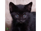 Adopt Anya a All Black Domestic Shorthair / Domestic Shorthair / Mixed cat in