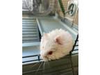 Adopt Pumpkin a White Hamster / Mixed small animal in Palm Springs