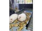 Adopt Cinnamon a White Hamster / Mixed small animal in Palm Springs