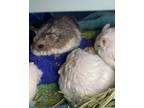 Adopt Butterscotch a White Hamster / Mixed small animal in Palm Springs
