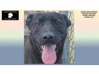 Adopt PIPPERINA a Labrador Retriever, Mixed Breed