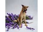 Adopt Katie a Tan/Yellow/Fawn Shepherd (Unknown Type) / Mixed dog in Kenedy