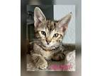 Adopt Chamoy a Brown Tabby Domestic Shorthair (short coat) cat in Imperial