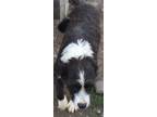 Adopt Dalila a Black - with White Labradoodle / German Shorthaired Pointer /