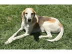 Adopt Ben a White - with Tan, Yellow or Fawn Treeing Walker Coonhound / Mixed
