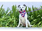 Adopt Betsy a White - with Black Pit Bull Terrier / Border Collie / Mixed dog in