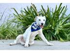 Adopt Louis a White - with Gray or Silver Pit Bull Terrier / Border Collie /