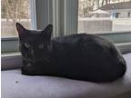 Adopt Cookie a All Black Domestic Shorthair (short coat) cat in Toms River