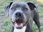 Adopt Slater a Gray/Blue/Silver/Salt & Pepper Mixed Breed (Medium) / Mixed dog
