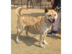 Adopt Jaesoon a Brindle Jindo / Mixed dog in Ottawa, ON (37996371)