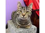 Adopt Lisa a Brown Tabby Domestic Shorthair (short coat) cat in Kalamazoo