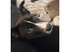 Adopt Atlas a Black - with White Australian Shepherd / Husky / Mixed dog in