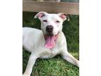 Adopt Brian a White Labrador Retriever / Pit Bull Terrier / Mixed dog in Cohoes