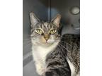 Adopt Gamora a White Domestic Shorthair / Domestic Shorthair / Mixed cat in