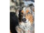 Adopt Sven a Merle Australian Shepherd / Mixed dog in Littleton, CO (37995796)