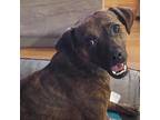 Adopt Dumplin a Brown/Chocolate Pug / Terrier (Unknown Type