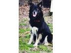 Adopt Joey a Black Australian Shepherd / Mixed dog in East Dundee, IL (37997639)