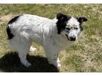 Adopt Ruger a White - with Black Australian Shepherd / Mixed dog in Junction