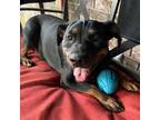 Adopt Diamond a Doberman Pinscher, Pit Bull Terrier