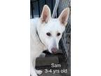 Adopt Sam a White Shepherd (Unknown Type) / Mixed dog in Westfield